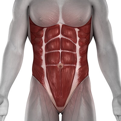 3D frontal view male core muscles anatomy